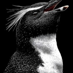 Cry of the Rockhopper – Modern Wildlife Print