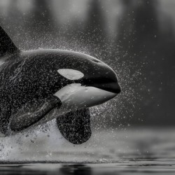 Ambush - Orca Wildlife Art Prints