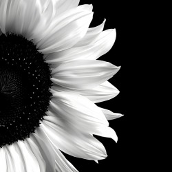 Sunflower Selfie 16 - Sunflower Portrait Art Prints