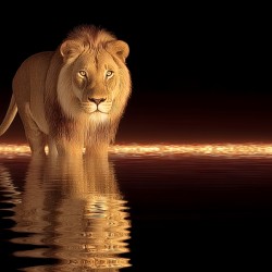 Crowned Silence – Lion Reflection Print