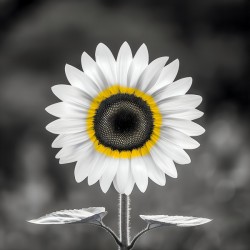 Sunflower Selfie 12 - Sunflower Portrait Art Prints