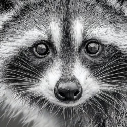 Masked Intentions – Raccoon Portrait Art Print