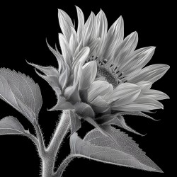 Sunflower Selfie 8 - Sunflower Portrait Art Prints