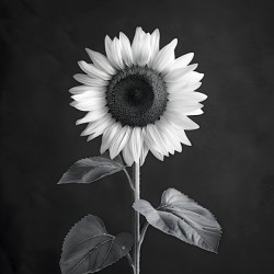 Sunflower Selfie 6 - Sunflower Portrait Art Prints