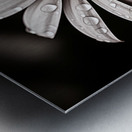 Petal Perspective 44 - Macro Floral Art Prints Metal print