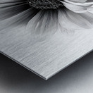 Sans Couleur - Without Color - Monochrome Floral Art Prints Metal print