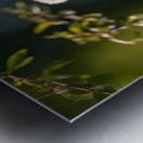 Forest Acrobat – Red Panda Print Metal print