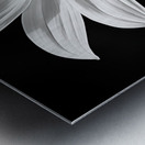 Eclipse Petal – Black and White Macro Flower Print Metal print