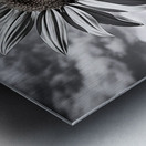 Skyward – Monochrome Sunflower Landscape Print Metal print