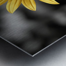 Golden Solitude – Single Yellow Daisy Print Metal print