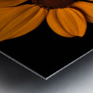 Field of Fire – Vibrant Sunflower Panorama Print Metal print