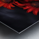 Crimson Daisies – Bold Botanical Statement Print Metal print