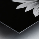 Garden Row – Sunflower Lineup Botanical Art Print Metal print