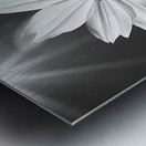 Posture – Minimal Daisy Monochrome Art Print Metal print