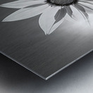 SPF - Sunlit Sunflower Monochrome Art Print Metal print
