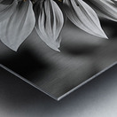 Flawless – Black & White Sunflower Art Print Metal print