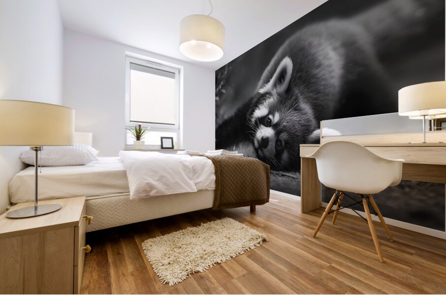 Morning Stretch – Red Panda Monochrome Print Mural print