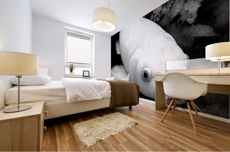 Purachina Ogon No Ketto プラチナ黄金の血統 - Platinum Ogon Bloodline - Japanese Koi Art Prints Mural print