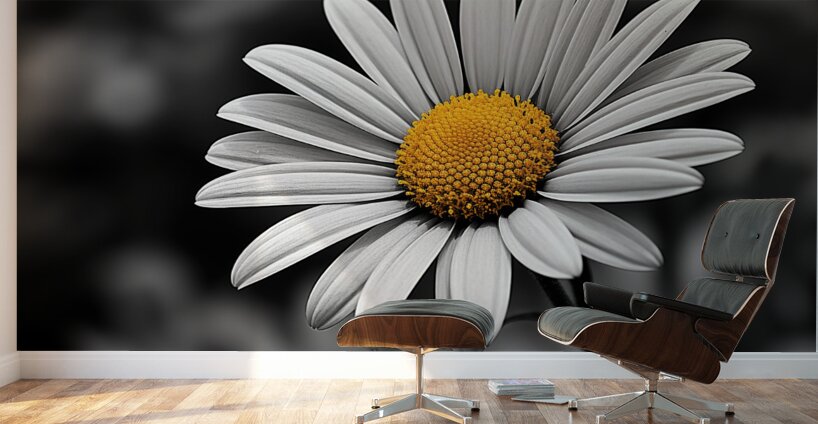 Serendipitous – Dew-Kissed Daisy Monochrome Art Print Wall Murals
