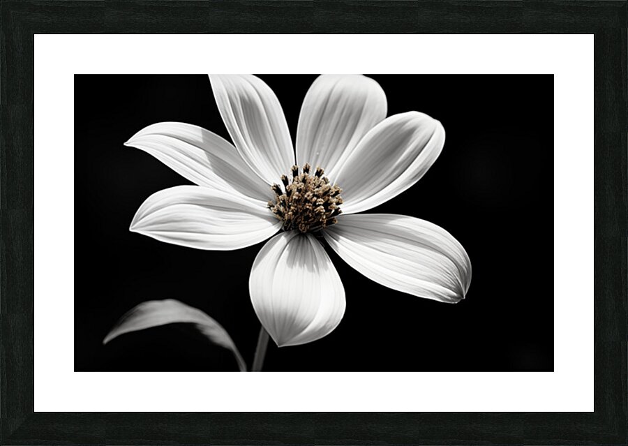 Eclipse Petal – Black and White Macro Flower Print Picture Frame print