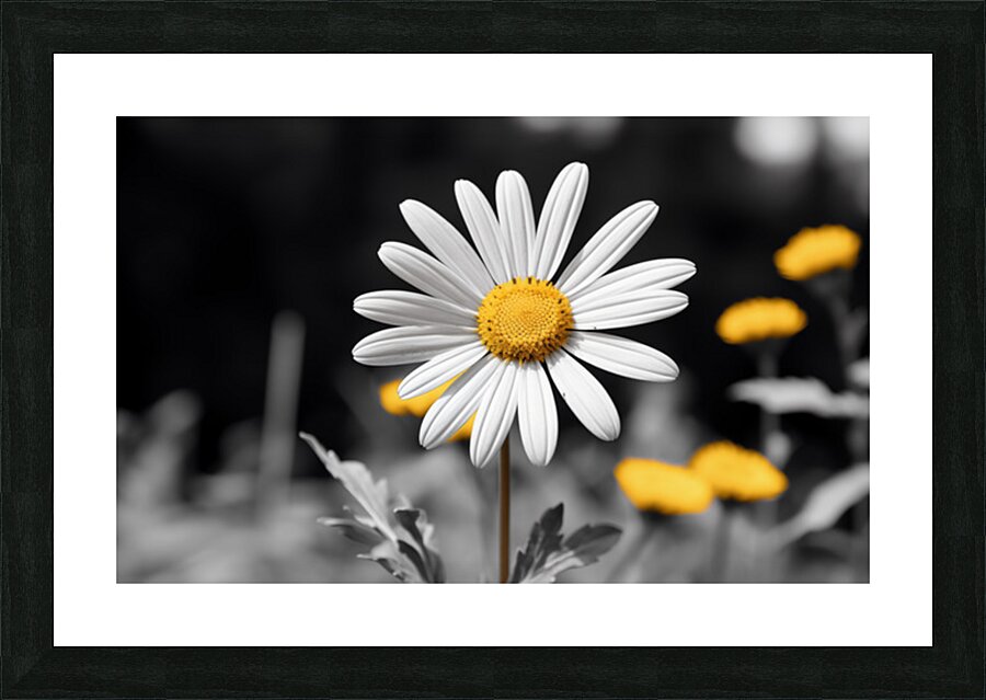 Light & Form – Black and White Daisy Print Picture Frame print