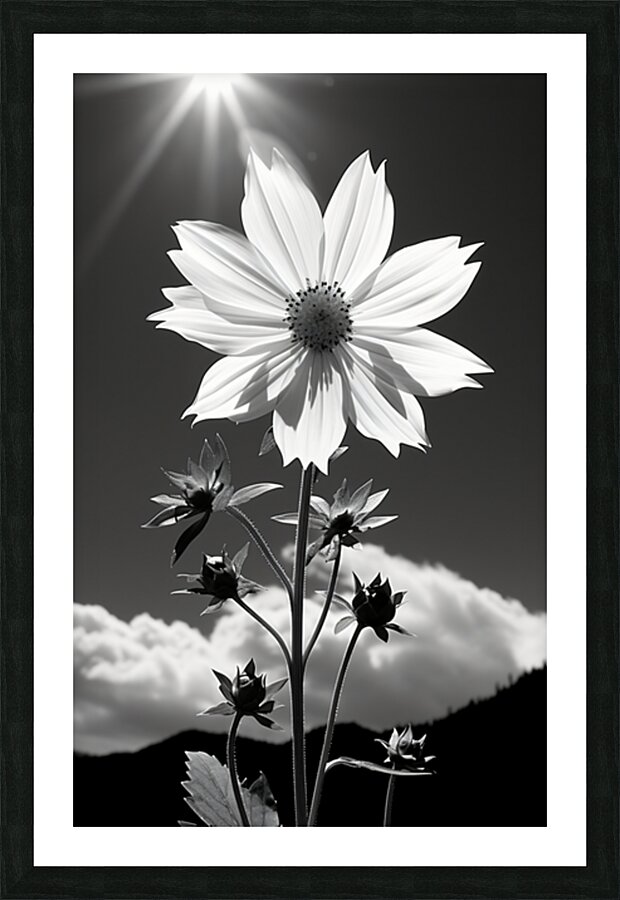 Posture – Minimal Daisy Monochrome Art Print Picture Frame print