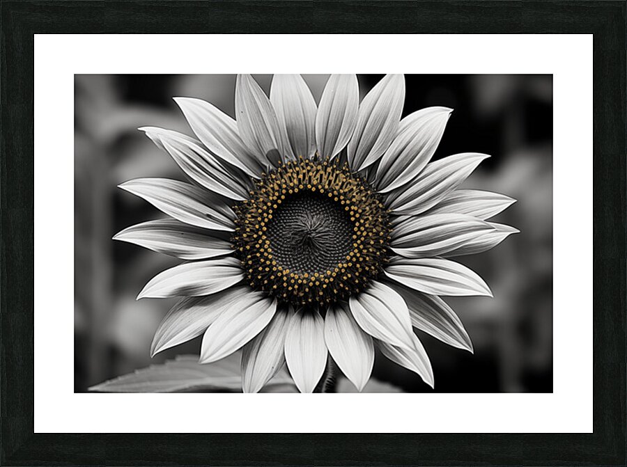 Flawless – Black & White Sunflower Art Print Picture Frame print