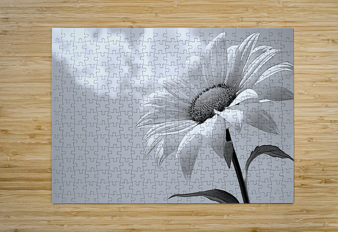 Helianthus Debilis - Botanical Sunflower Study Art Prints Savage Art Prints Puzzle printing