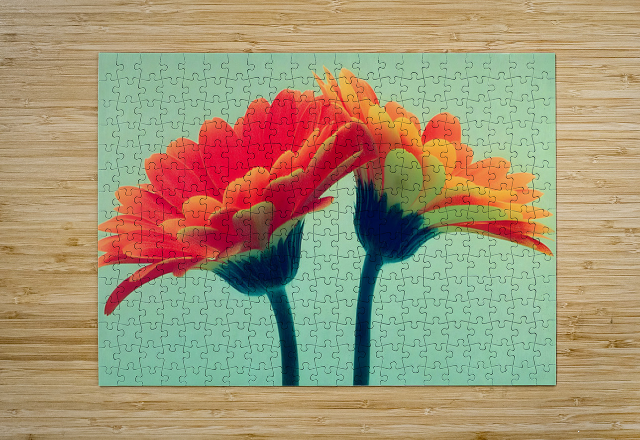 Sunlit Gerberas – Modern Botanical Art Print Savage Art Prints Puzzle printing