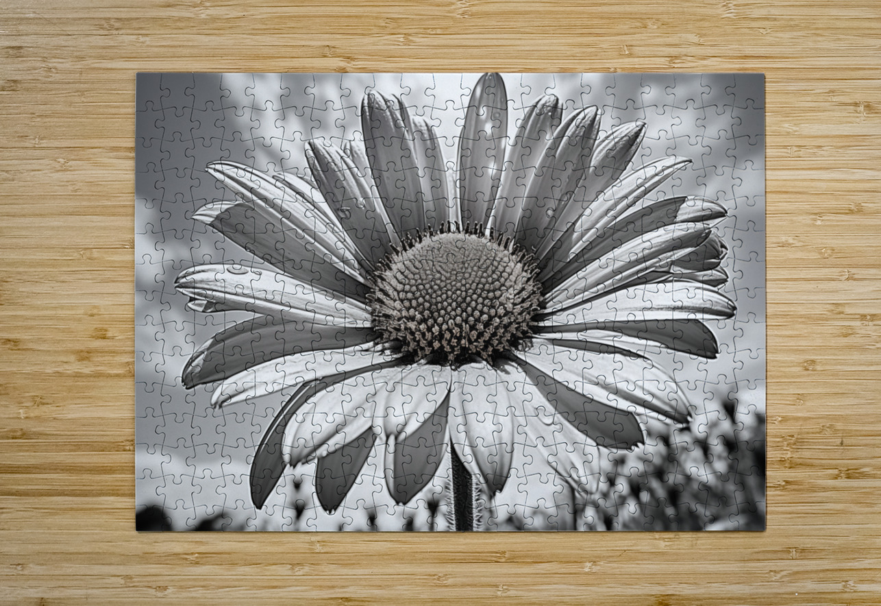 Sky Whisper – Monochrome Daisy Under Clouds Savage Art Prints Puzzle printing