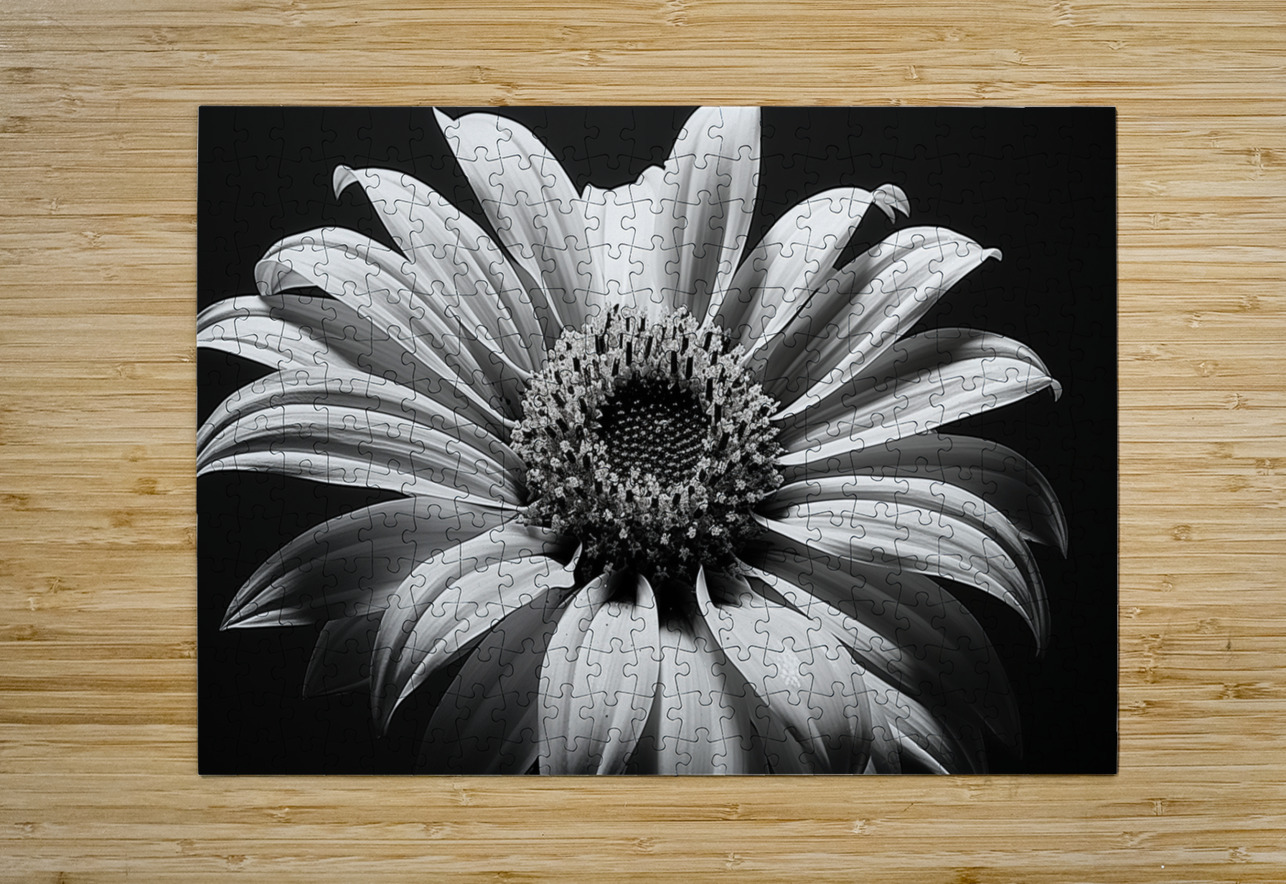 Shadow Bloom – Black and White Sunflower Portrait Print Savage Art Prints Puzzle printing