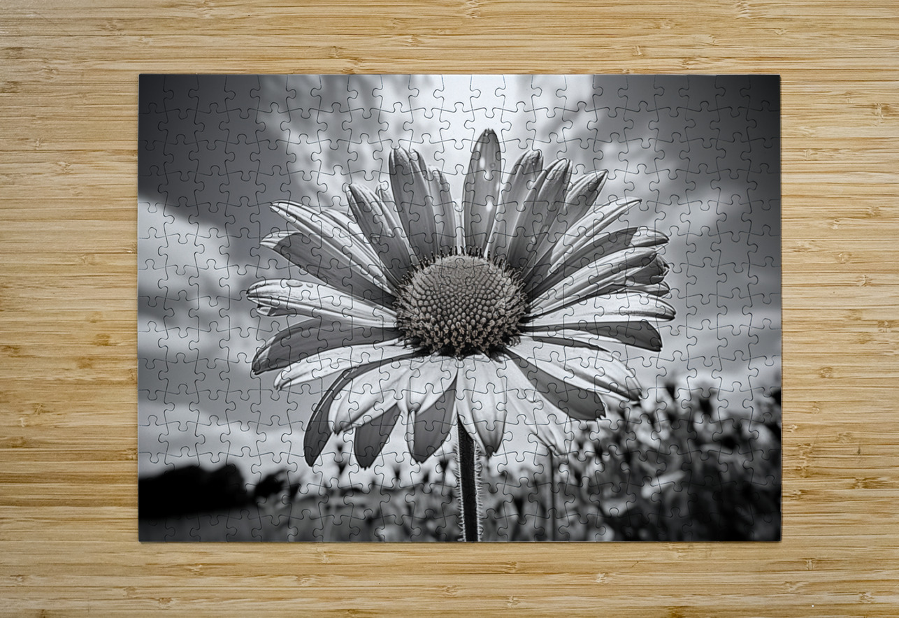 Summer’s Echo – Black and White Sunflower Field Print Savage Art Prints Puzzle printing