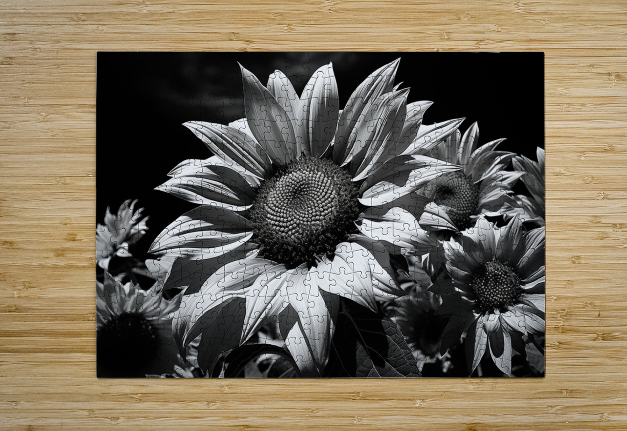 Golden Accent – Part-Color Sunflower Study Print Savage Art Prints Puzzle printing