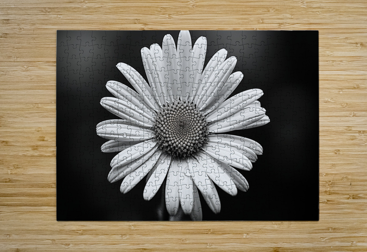 Monochrome Majesty – Sunflower in Black and White Print Savage Art Prints Puzzle printing