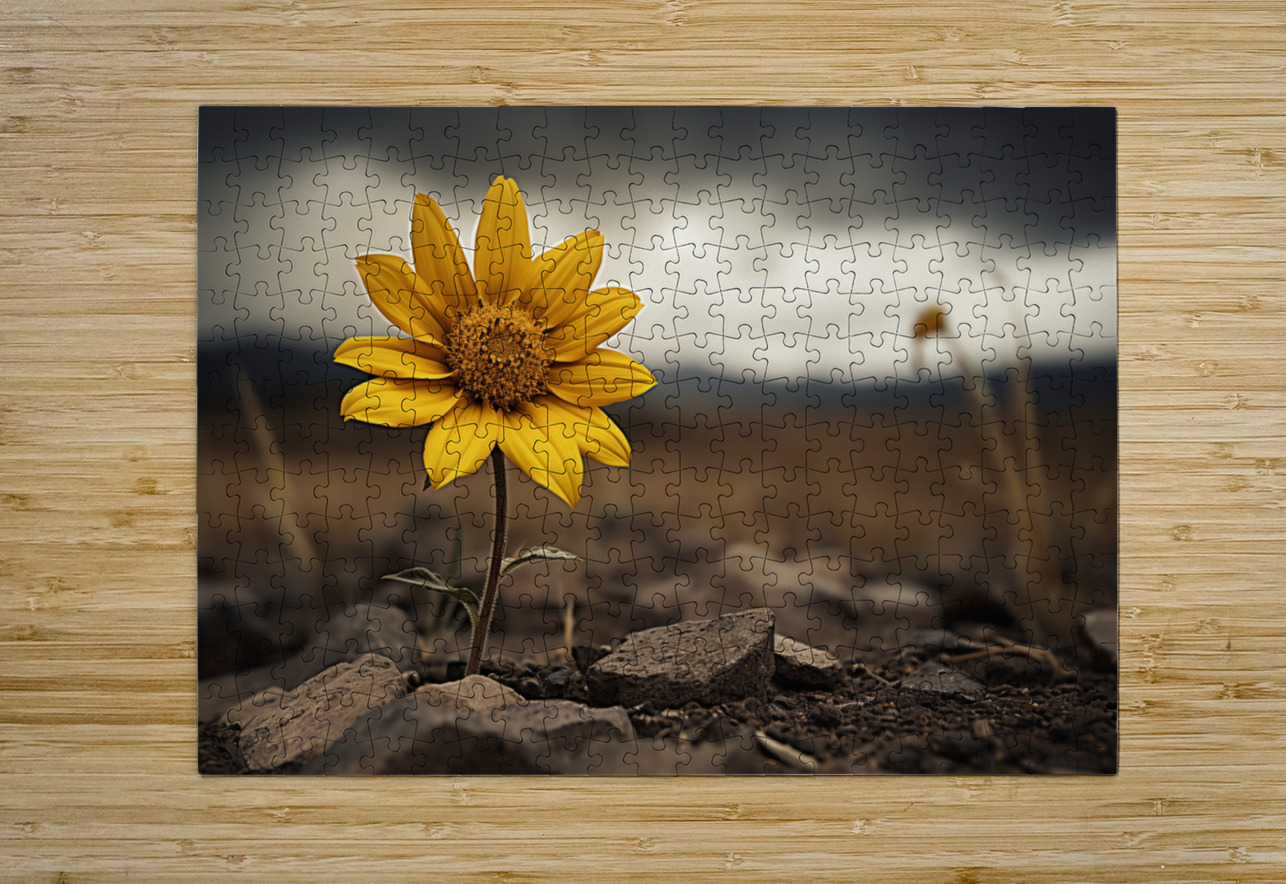 Golden Resolve – Sunflower in Sepia Field Print Savage Art Prints Puzzle printing