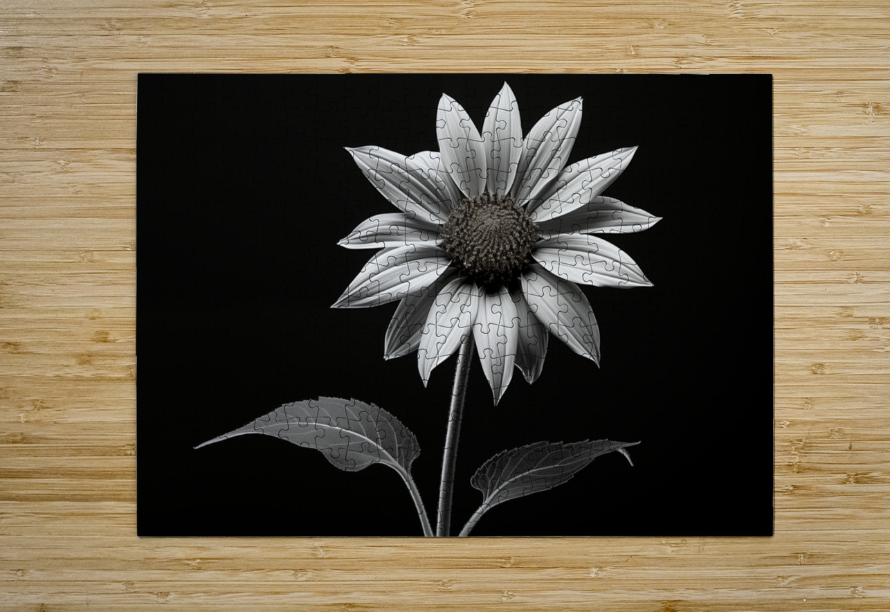 Quiet Majesty – Monochrome Sunflower Study Print Savage Art Prints Puzzle printing