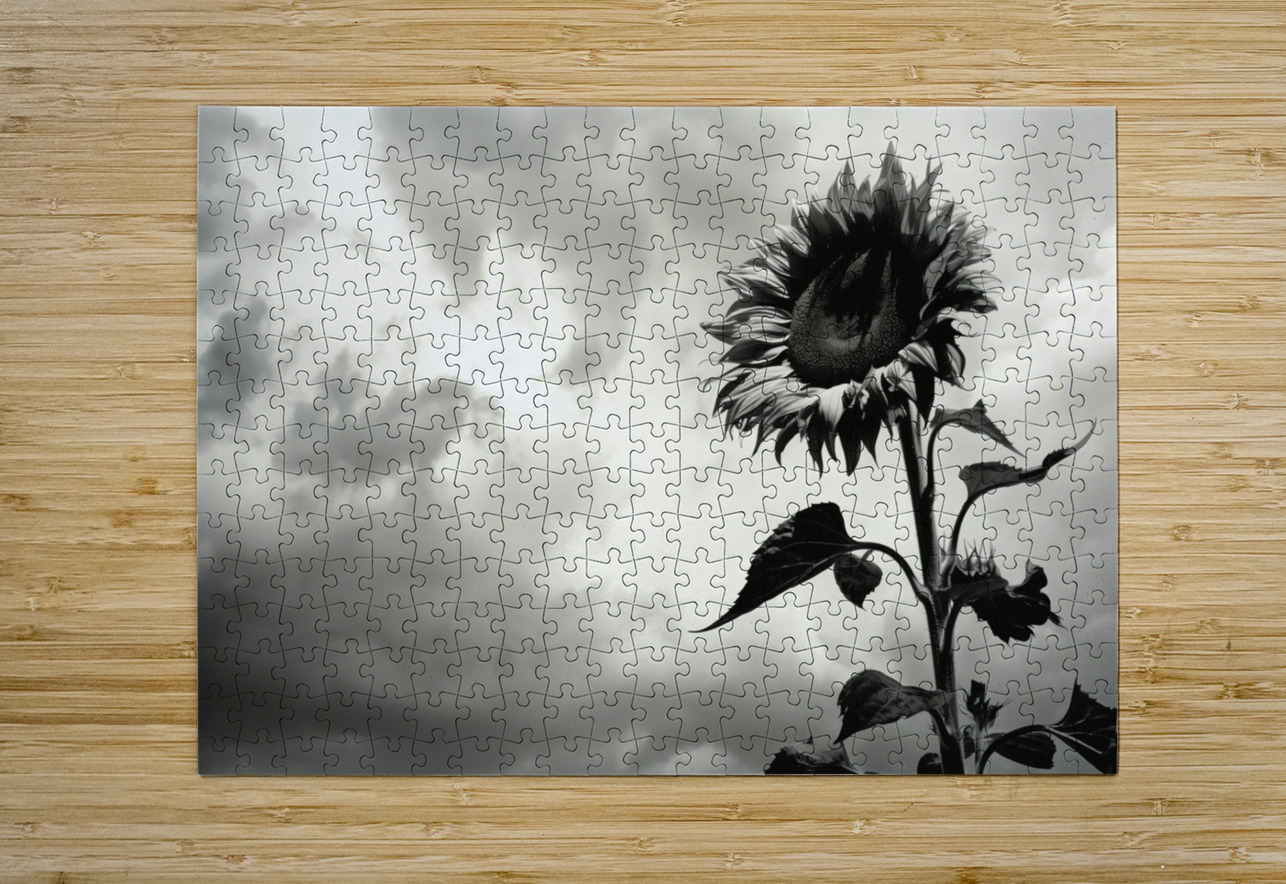 Stormwatch – Sunflower Under Clouded Sky Print Savage Art Prints Puzzle printing