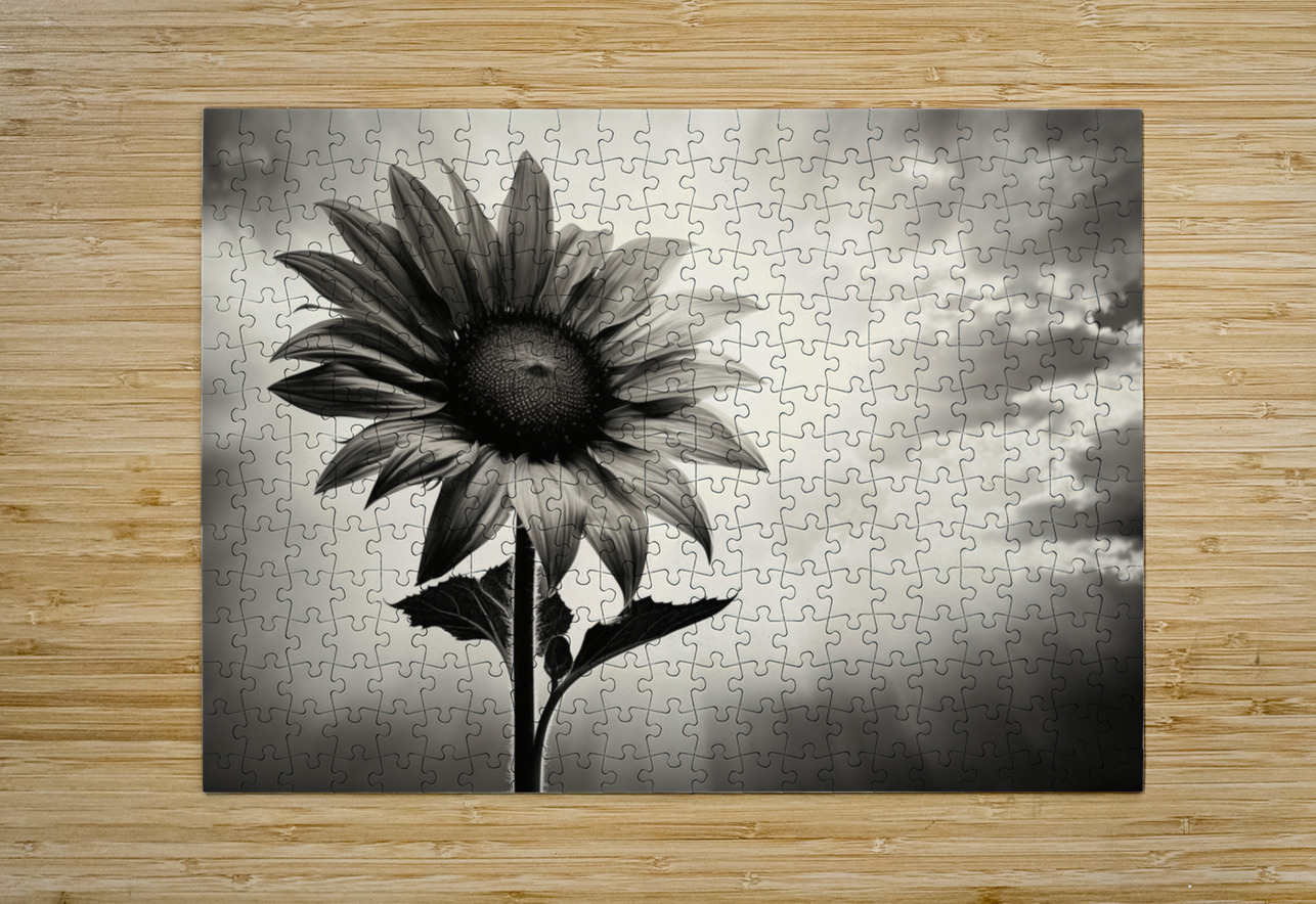 Standing Tall – Sunflower Monochrome Landscape Print Savage Art Prints Puzzle printing