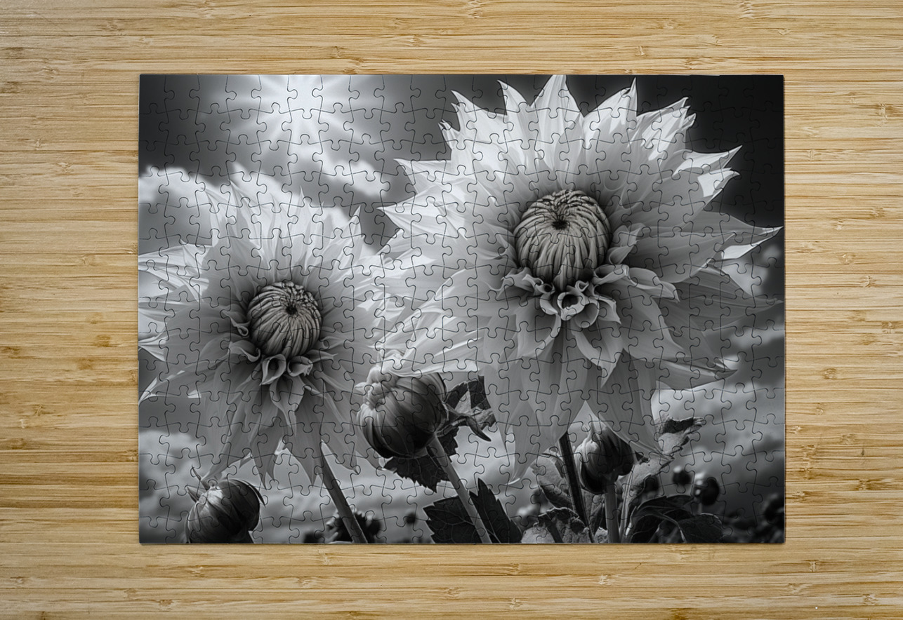 Silver Petals – Black & White Daisy Art Print Savage Art Prints Puzzle printing