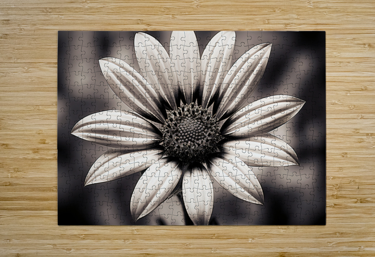 Blind Eyed – Monochrome Daisy Macro Art Print Savage Art Prints Puzzle printing