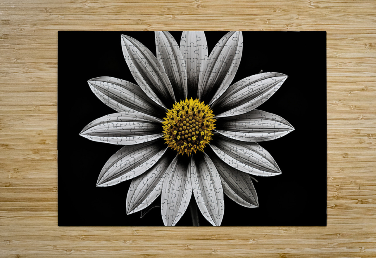 Resplendent – Luminous Daisy Monochrome Art Print Savage Art Prints Puzzle printing