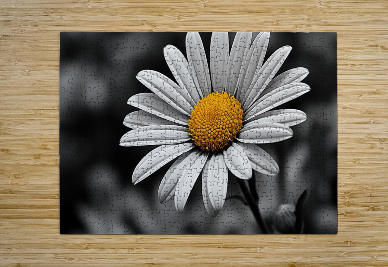 Serendipitous – Dew-Kissed Daisy Monochrome Art Print Savage Art Prints Puzzle printing