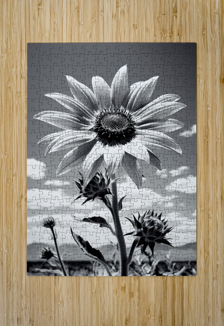Vitamin D - Black & White Sunflower Art Print Savage Art Prints Puzzle printing