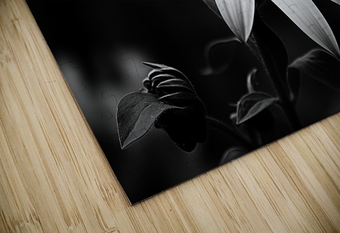Twilight Petals – Black and White Floral Portrait Savage Art Prints Puzzle