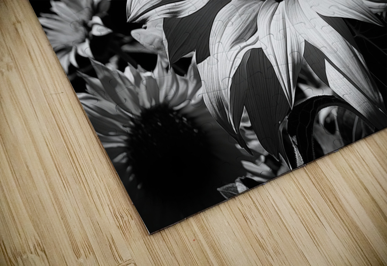 Golden Accent – Part-Color Sunflower Study Print Savage Art Prints Puzzle