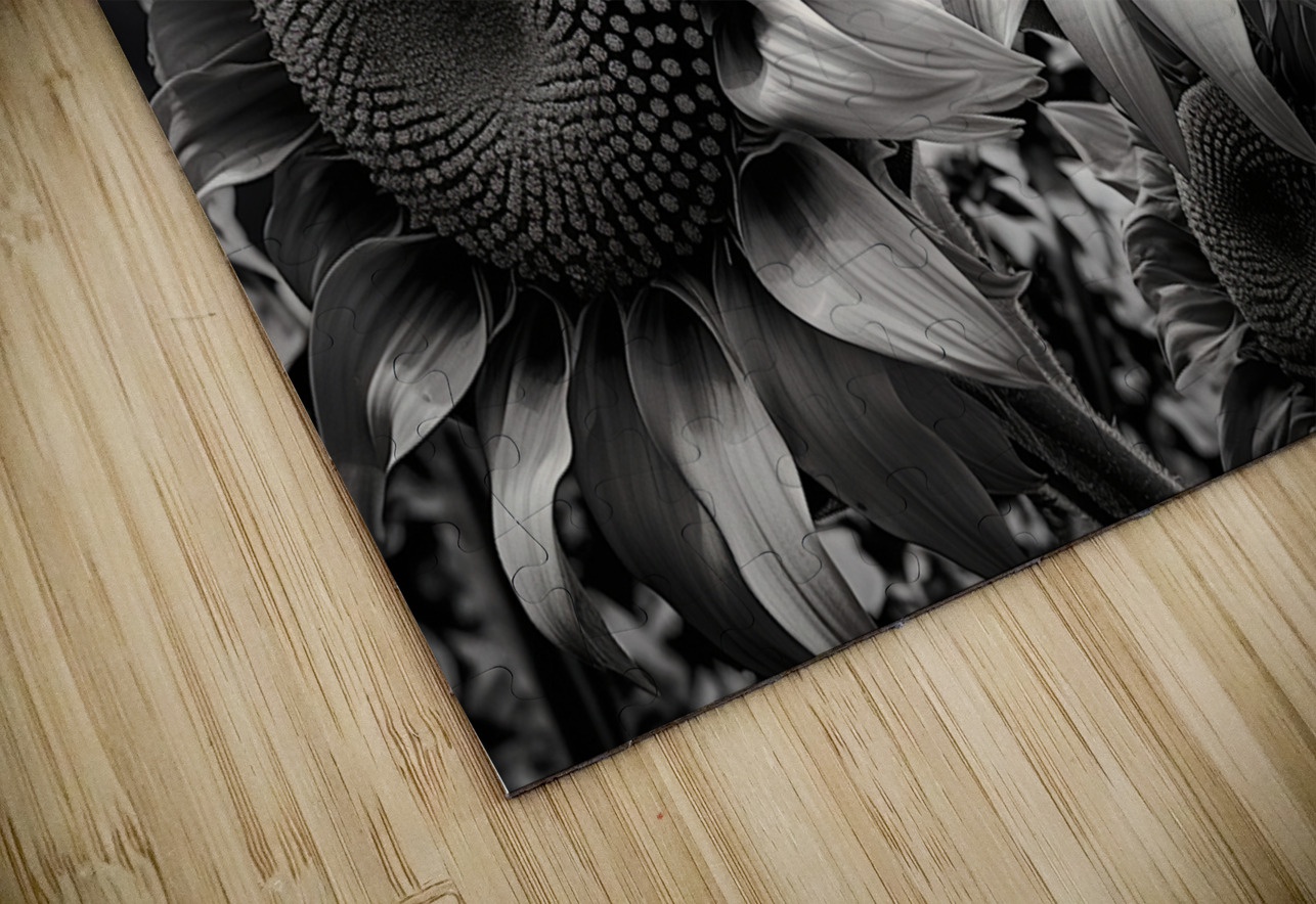 Sunlit Shadows – Dual Sunflower Study Print Savage Art Prints Puzzle