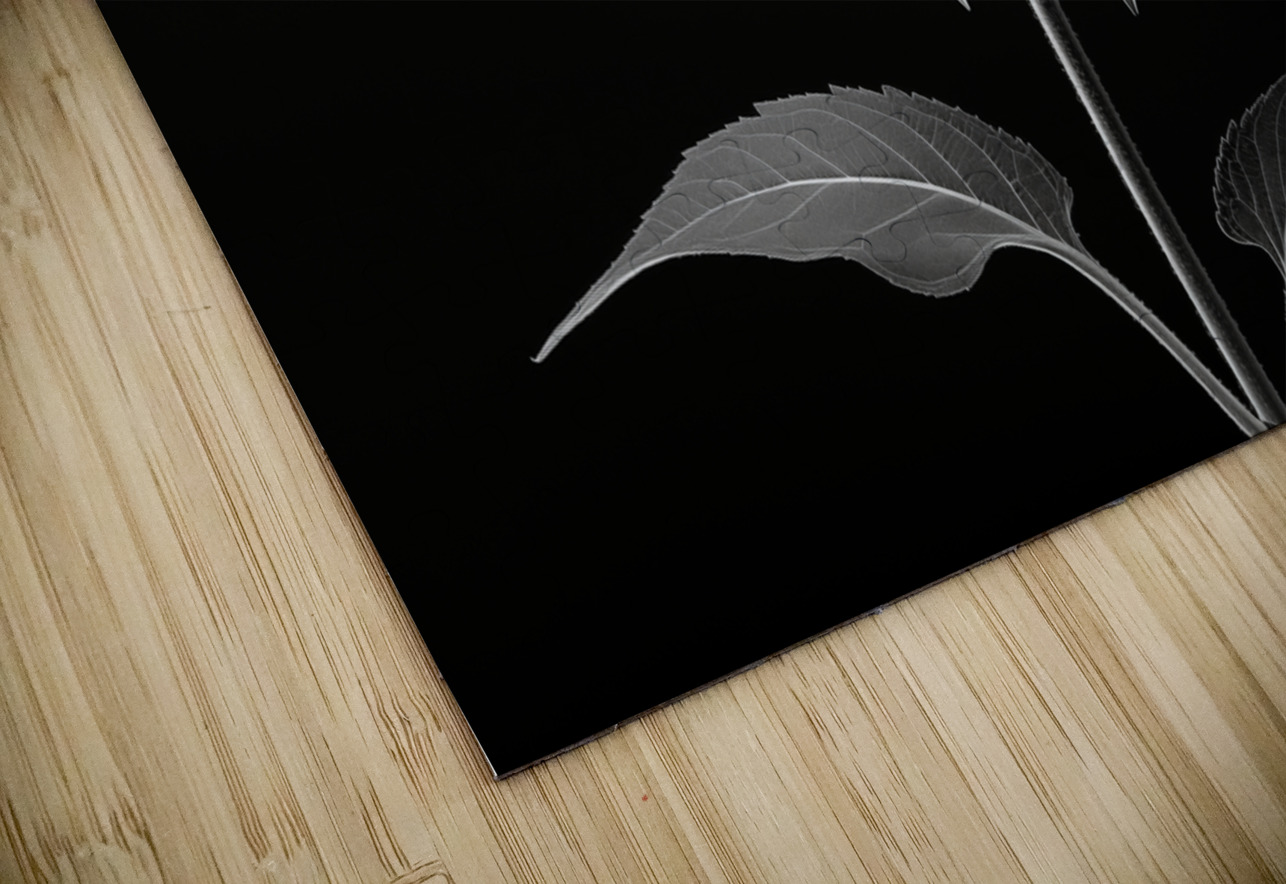 Quiet Majesty – Monochrome Sunflower Study Print Savage Art Prints Puzzle