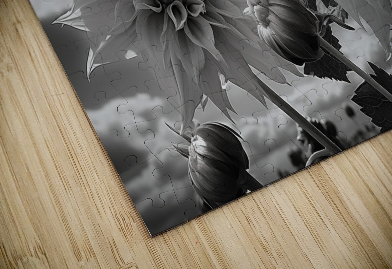 Silver Petals – Black & White Daisy Art Print Savage Art Prints Puzzle
