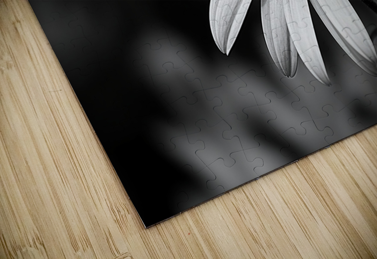 Serendipitous – Dew-Kissed Daisy Monochrome Art Print Savage Art Prints Puzzle