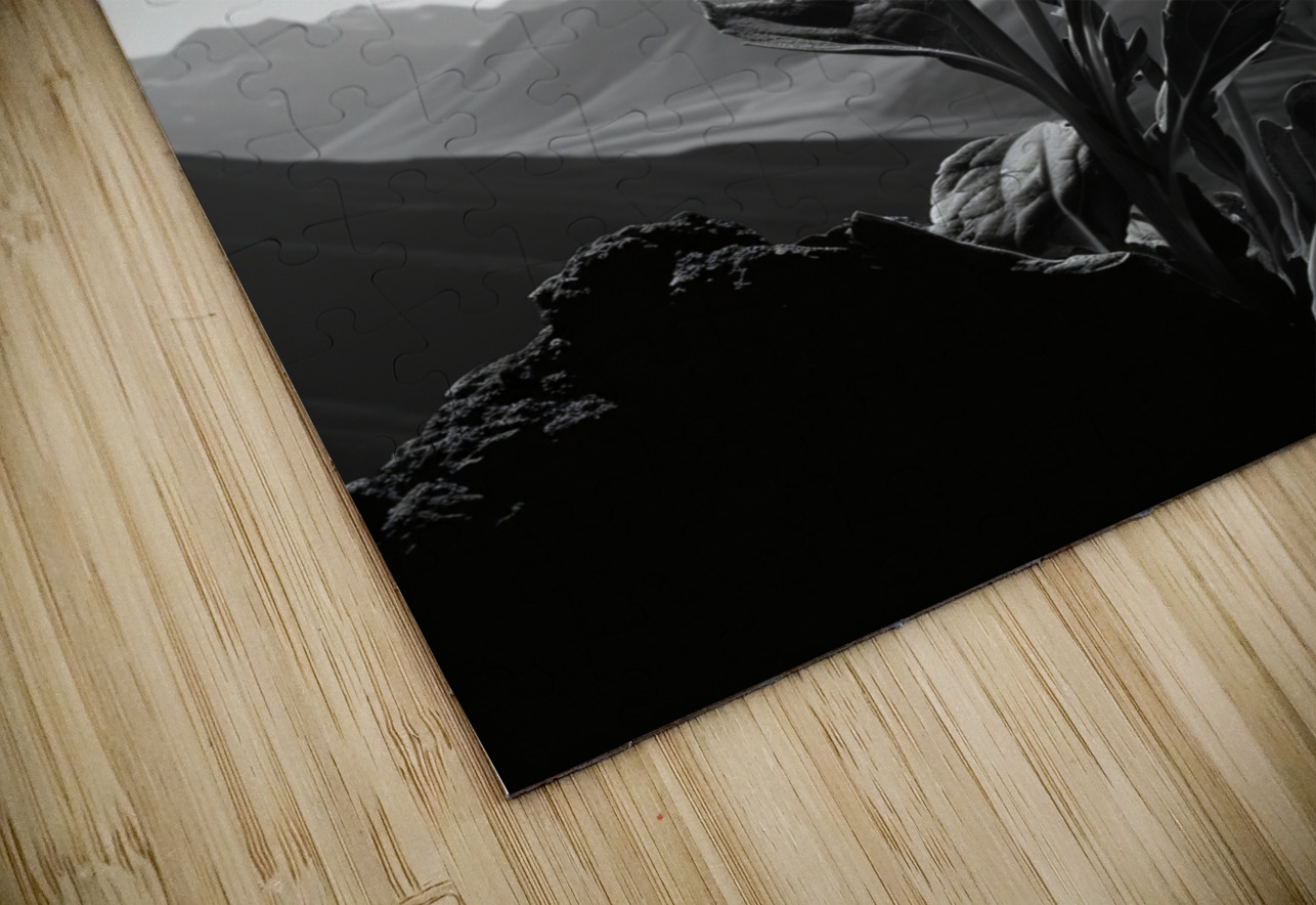 Soulful Blooms – Black & White Sunflower Art Print Savage Art Prints Puzzle